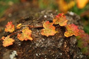 IMG_920 IMG_920
